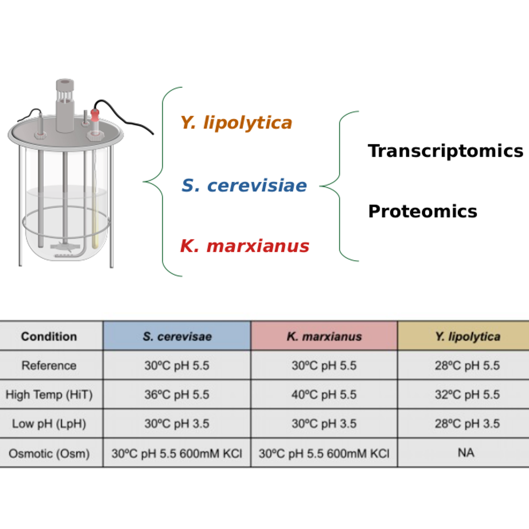 Stress-related young genes in diverse budding yeasts