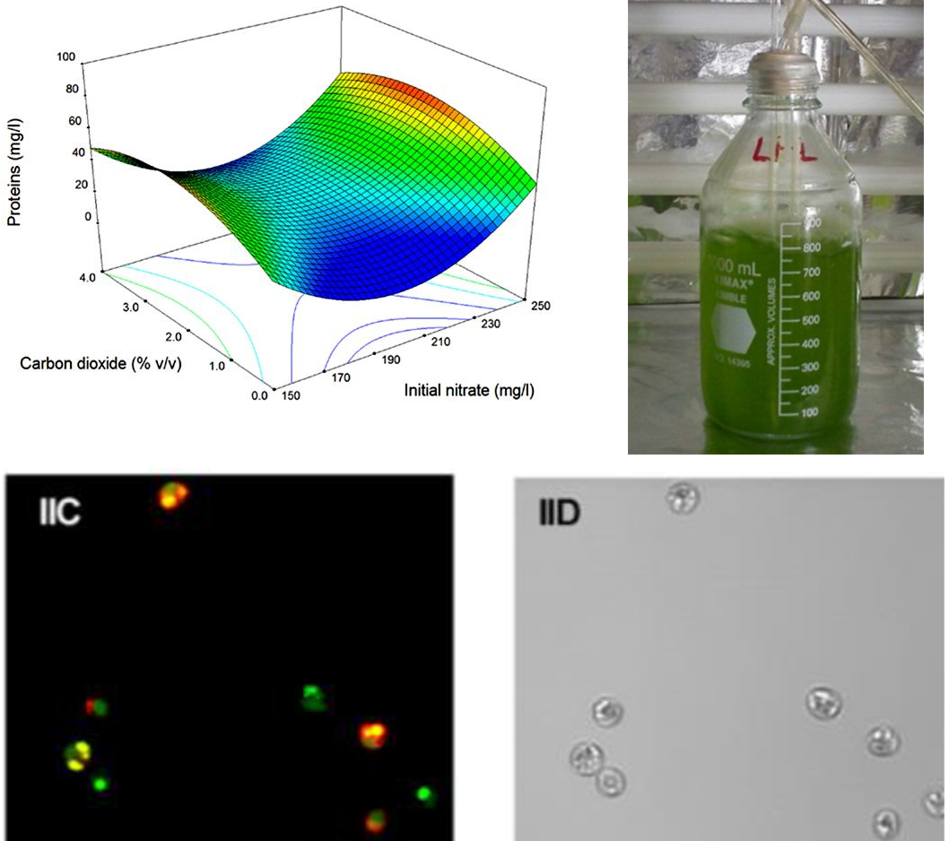 Effect of nitrogen limitation on lipids content of a microalgae