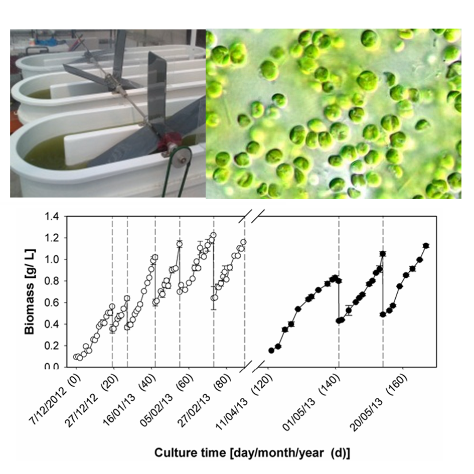 Biomass and lipid content in microalgae cultivated in ponds