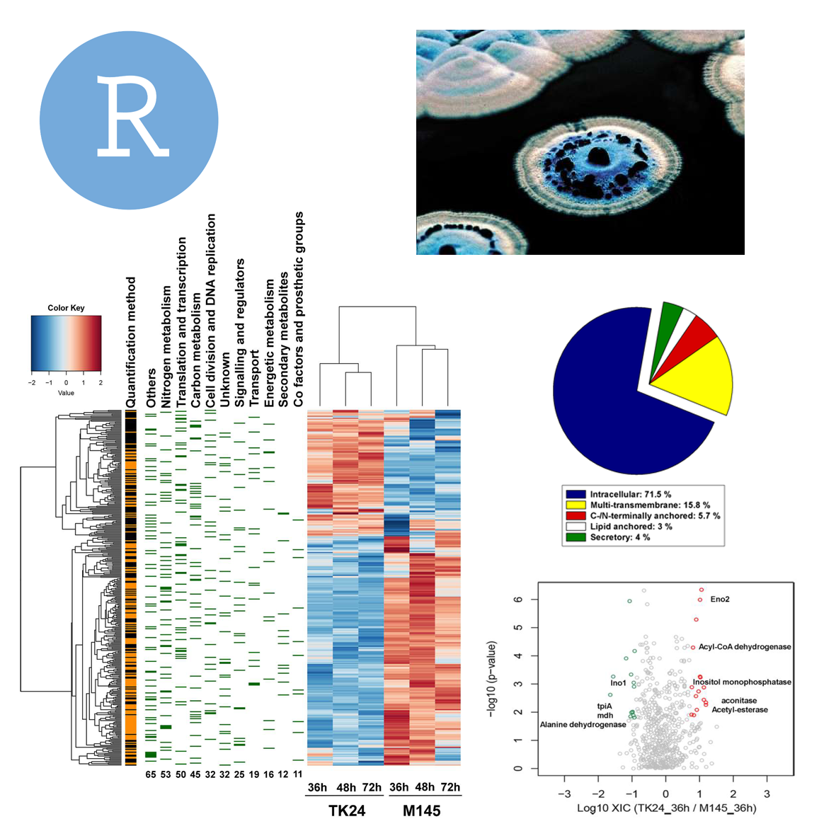 Comparative proteomics between two Streptomyces strains