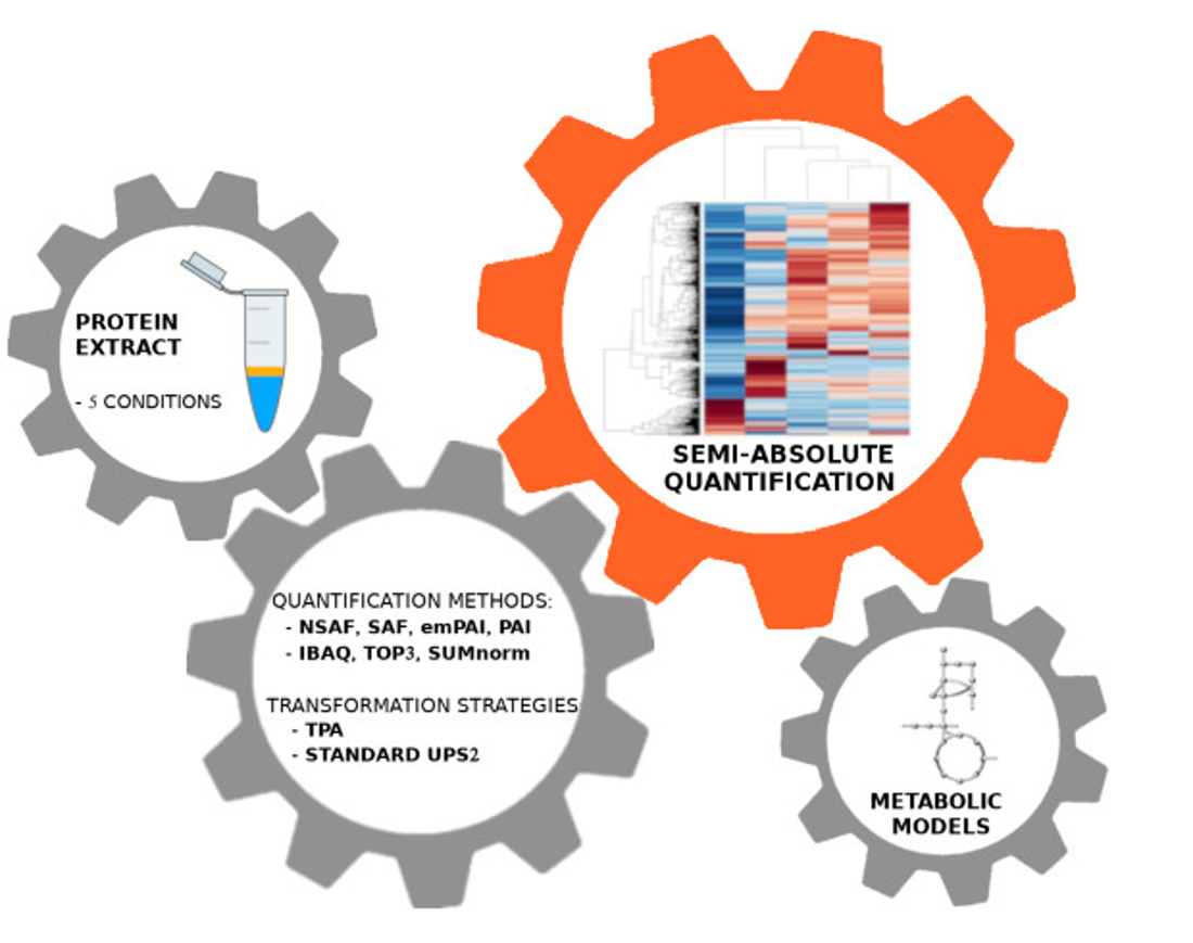 Approaching absolute quantification in yeast datasets