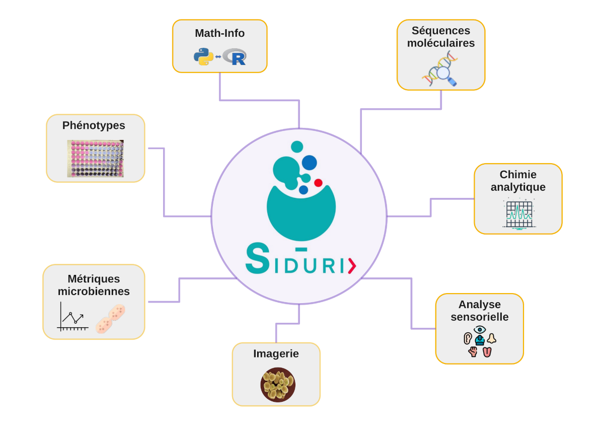 Siduri: a data warehouse of experimental data related to fermented products