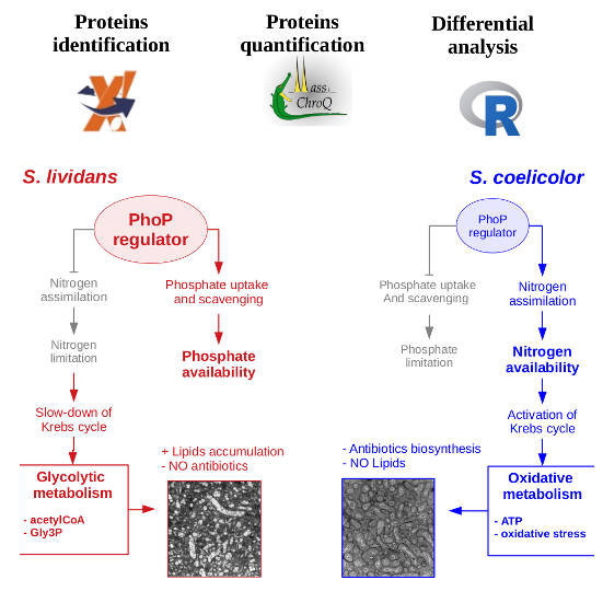 High-throughput proteomics of Streptomyces